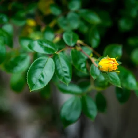 The Terrace On * Brienno