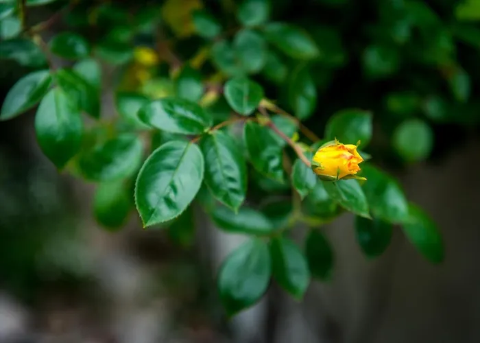 The Terrace On * Brienno